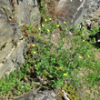 Habitusfoto Potentilla inclinata