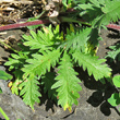 Blätterfoto Potentilla inclinata