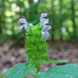 Foto Kelch Prunella vulgaris