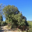 Habitusfoto Quercus ilex