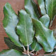 Blätterfoto Quercus ilex