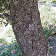 Stängel-/Stammfoto Quercus ilex