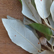 Foto von Besonderheit Quercus ilex