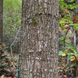 Stängel-/Stammfoto Quercus rubra