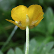 Foto Kelch Ranunculus repens