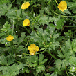 Habitusfoto Ranunculus repens