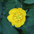 Portraitfoto Ranunculus repens