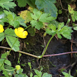 Foto von Besonderheit Ranunculus repens