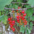 Fruchtfoto Ribes petraeum