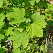 Blätterfoto Ribes rubrum