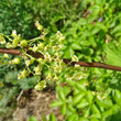 Stängel-/Stammfoto Ribes rubrum