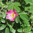 Portraitfoto Rosa abietina