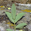 Foto von Besonderheit Rosa abietina