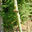 Stängel-/Stammfoto Rosa rubiginosa