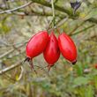 Fruchtfoto Rosa rubiginosa