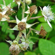 Foto Kelch Rubus fruticosus aggr.