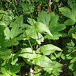 Blätterfoto Rumex alpestris