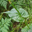 Foto von Besonderheit Rumex alpestris