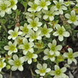 Blütenfoto Saxifraga exarata