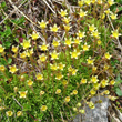 Habitusfoto Saxifraga exarata subsp. moschata