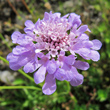 Blütenfoto Scabiosa columbaria