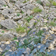 Habitusfoto Scabiosa columbaria