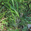 Stängel-/Stammfoto Scabiosa columbaria