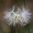 Fruchtfoto Scorzonera austriaca