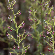 Blütenfoto Scrophularia canina