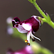 Portraitfoto Scrophularia canina