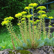 Habitusfoto Sedum montanum