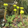 Foto von Besonderheit Sedum montanum