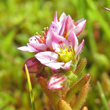 Blütenfoto Sedum villosum