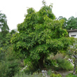 Foto von Besonderheit Staphylea pinnata