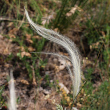 Portraitfoto Stipa pennata