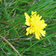 Blütenfoto Taraxacum schroeterianum