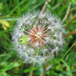 Fruchtfoto Taraxacum schroeterianum