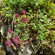 Habitusfoto Thymus alpestris