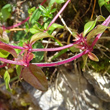 Stängel-/Stammfoto Thymus alpestris