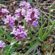 Portraitfoto Thymus praecox subsp.polytrichus