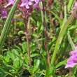 Stängel-/Stammfoto Thymus praecox subsp.polytrichus