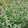 Habitusfoto Thymus pulegioides subsp.carniolicus