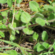 Blätterfoto Thymus pulegioides subsp.carniolicus