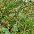 Stängel-/Stammfoto Thymus pulegioides subsp.carniolicus