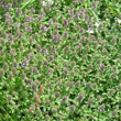 Foto von Besonderheit Thymus pulegioides subsp.carniolicus