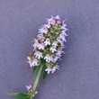 Blütenfoto Thymus pulegioides