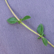 Blätterfoto Thymus pulegioides