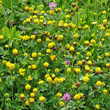 Habitusfoto Trifolium badium