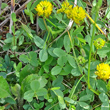 Blätterfoto Trifolium badium