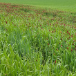 Foto von Besonderheit Trifolium incarnatum